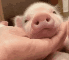 a person is holding a small pig in their hands and it is looking at the camera .