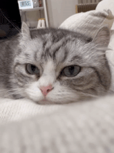 a cat laying on a couch with a digital clock in the background that says 8:54