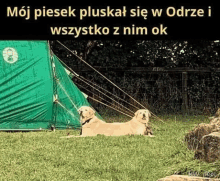 two dogs laying in front of a green tent .