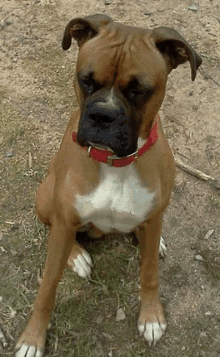 a brown and white boxer dog with a red collar is sitting on the ground .