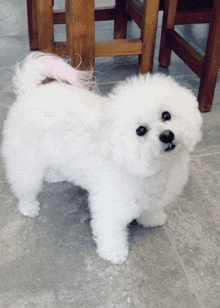 a white dog with a pink tail is standing on a tiled floor