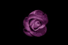 a close up of a purple rose with water drops on it 's petals on a black background .