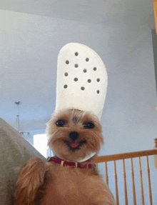 a small dog wearing a white hat with black dots on it