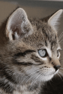 a closeup of a cat 's face with blue eyes