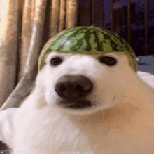 a polar bear wearing a watermelon hat on its head .