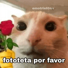 a close up of a cat holding a red rose in a vase with the words fototeta por favor written on it .