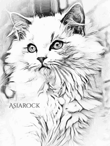 a black and white drawing of a cat with the name asiarock written below it