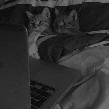 a black and white photo of two cats on a bed next to a laptop