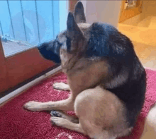 a german shepherd dog is sitting on a red rug looking out of a window .