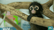 a baby monkey is sitting on a tree branch with the words natural world behind it