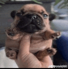 a pug puppy is being held in someone 's hand