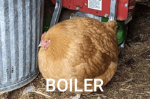 a chicken laying next to a trash can with the word boiler on it