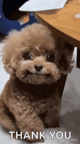 a brown poodle is sitting next to a wooden table and smiling .