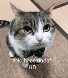 a cat wearing a bow tie is sitting on a carpet .