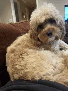 a small dog is laying on someone 's lap and looking at the camera