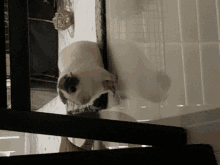 a black and white guinea pig is standing on a ledge