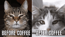 a before and after picture of a cat with the caption " before coffee "