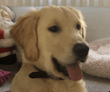 a close up of a dog 's face with a santa claus figurine in the background