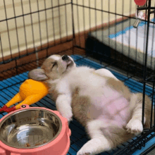 a puppy is laying on its back in a cage next to a bowl