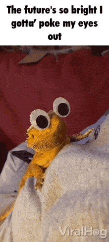 a bearded dragon wearing googly eyes is on a bed