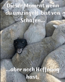 a black dog is sticking its head out of a flock of sheep with a caption in german