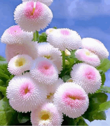 a bunch of pink and white flowers with a yellow center against a blue sky .