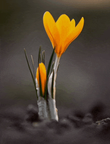 a yellow flower growing out of the ground with a dark background