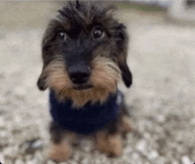 a small dachshund wearing a blue sweater is sitting on the ground looking at the camera .