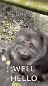 a monkey is sitting on the ground and smiling while eating food .