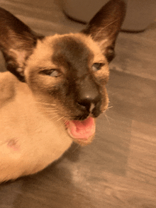 a close up of a cat yawning with its mouth wide open