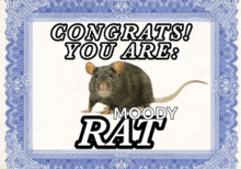 a picture of a rat with the words congrats you are moody rat below it