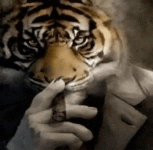 a man is smoking a cigar with a tiger mask on his face