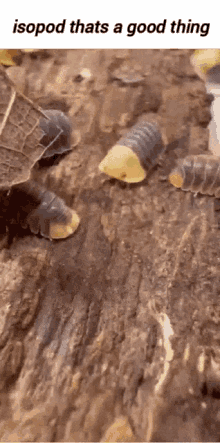 a group of isopods are crawling on a rock with a caption that says isopod thats a good thing .