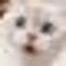 a close up of a cat 's face with a blurry background