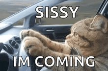 a cat driving a car with the words sissy im coming