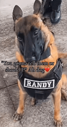 a police dog named randy is wearing a black harness