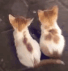 two kittens are sitting next to each other on a couch looking at the camera .