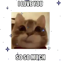 a picture of a cat with the words " i love you so so much " above it