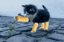 a black and white kitten playing with a piece of pasta