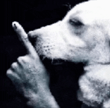 a black and white photo of a dog making a gesture