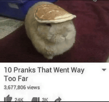 a picture of a cat wearing a pancake on its head with the caption 10 pranks that went way too far