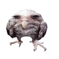 a close up of a bird with a very large beak on a white background