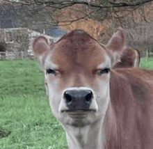 a cow is standing in a grassy field looking at the camera .