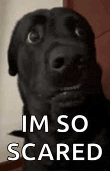 a black dog with a scared look on its face