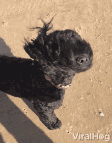 a black dog with a red collar is standing on a sandy beach with viralhog written on the bottom right