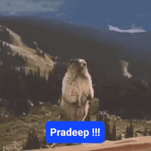 a picture of a ground squirrel with the word pradeep written below it