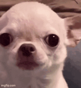 a close up of a white chihuahua looking at the camera with a surprised look on its face .