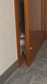 a cat is peeking out from behind a door