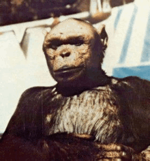 a close up of a chimpanzee sitting on a couch .