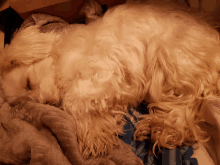 a white dog laying on a blanket with a box in the background